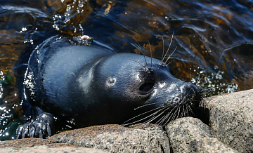 В Петербурге рассказали о пользе замерзания Ладожского озера для нерп