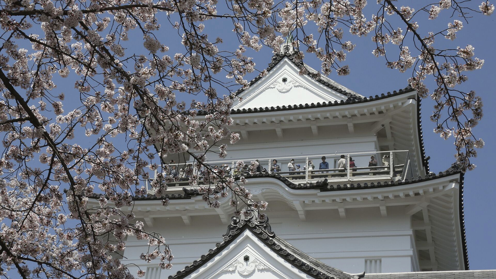 Фестиваль зимней сакуры открылся в Япония