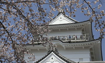 Фестиваль зимней сакуры открылся в Япония