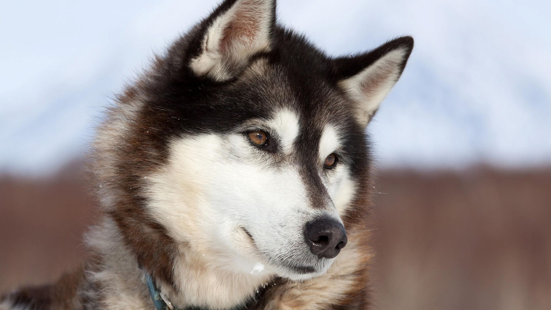 ������� ���������, ��� ������� ������ ������ �� �����