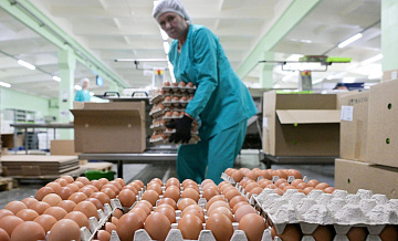 Россия в 2024 году увеличит выпуск яиц и мяса птицы