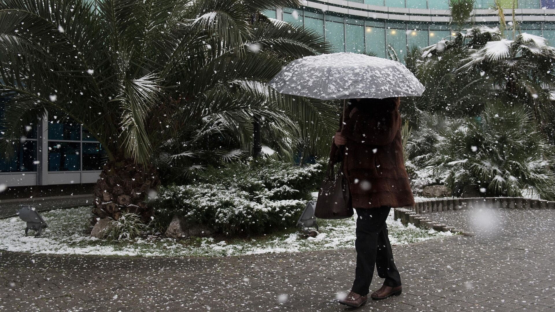 "������ ����" �� ���������, ������� ������ ����