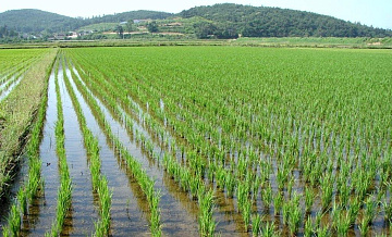 В Краснодарском крае ожидается серьёзный неурожай риса