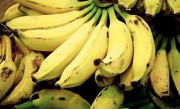 Минсельхоз Ставрополья: бананы могут стать российской сельхозкультурой