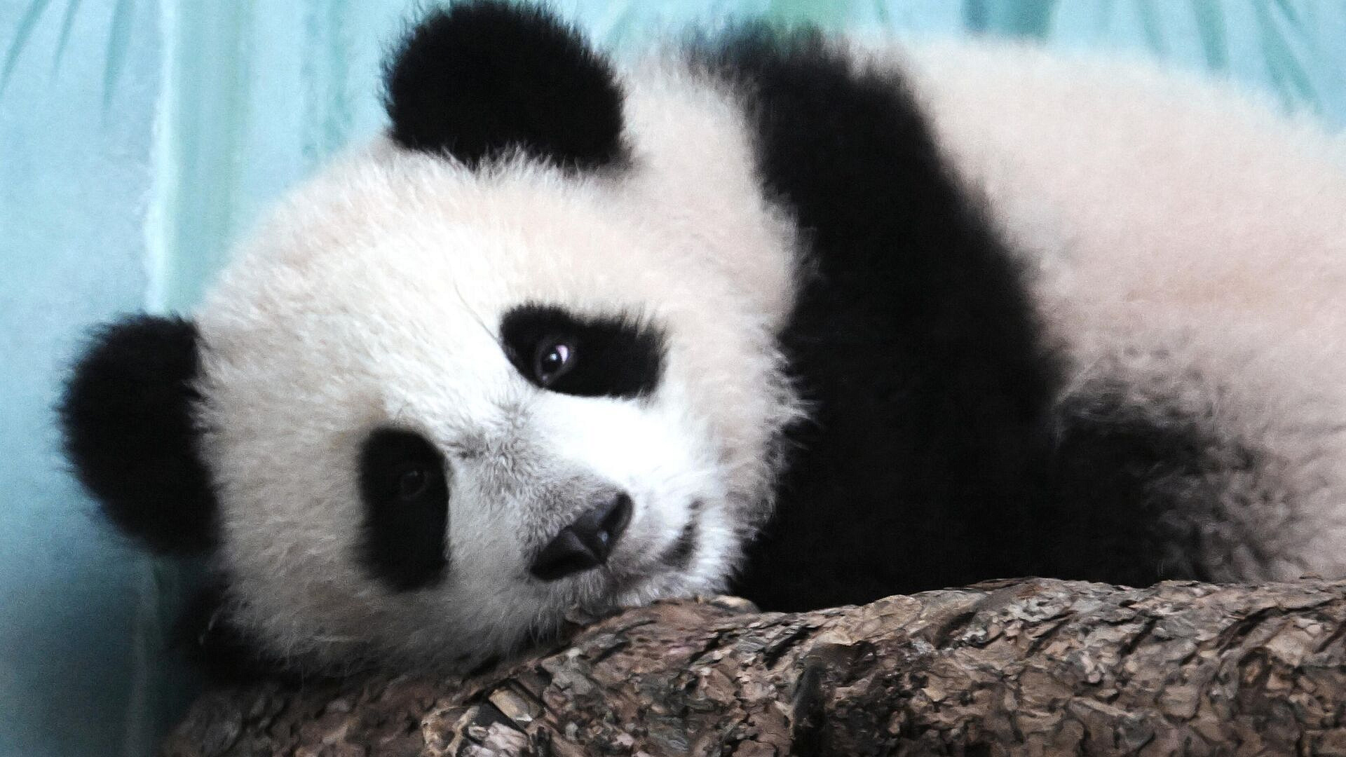 ����� ������ ����� 58 �����������