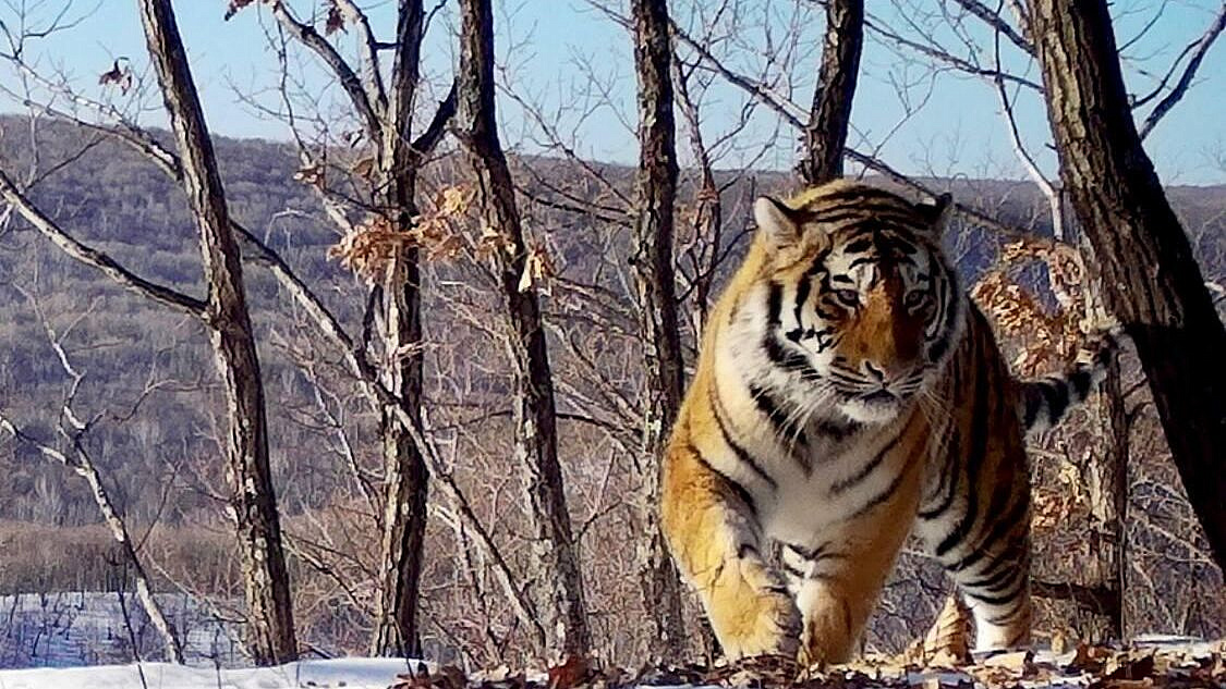 В Приморье отловят двух амурских тигров