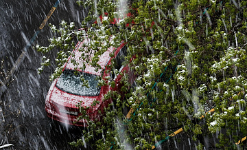 В Ростовской области ввели режим ЧС из-за заморозков