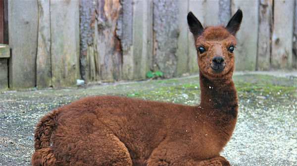 Альпака с "Городской фермы" на ВДНХ нашла работу в музее