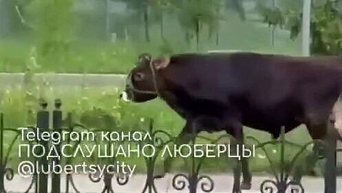 По центру подмосковных Люберец бегает огромный бесхозный бык