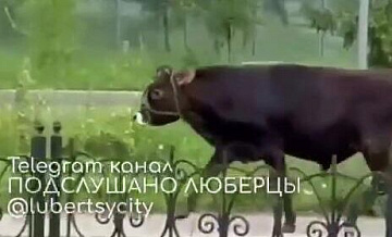 По центру подмосковных Люберец бегает огромный бесхозный бык