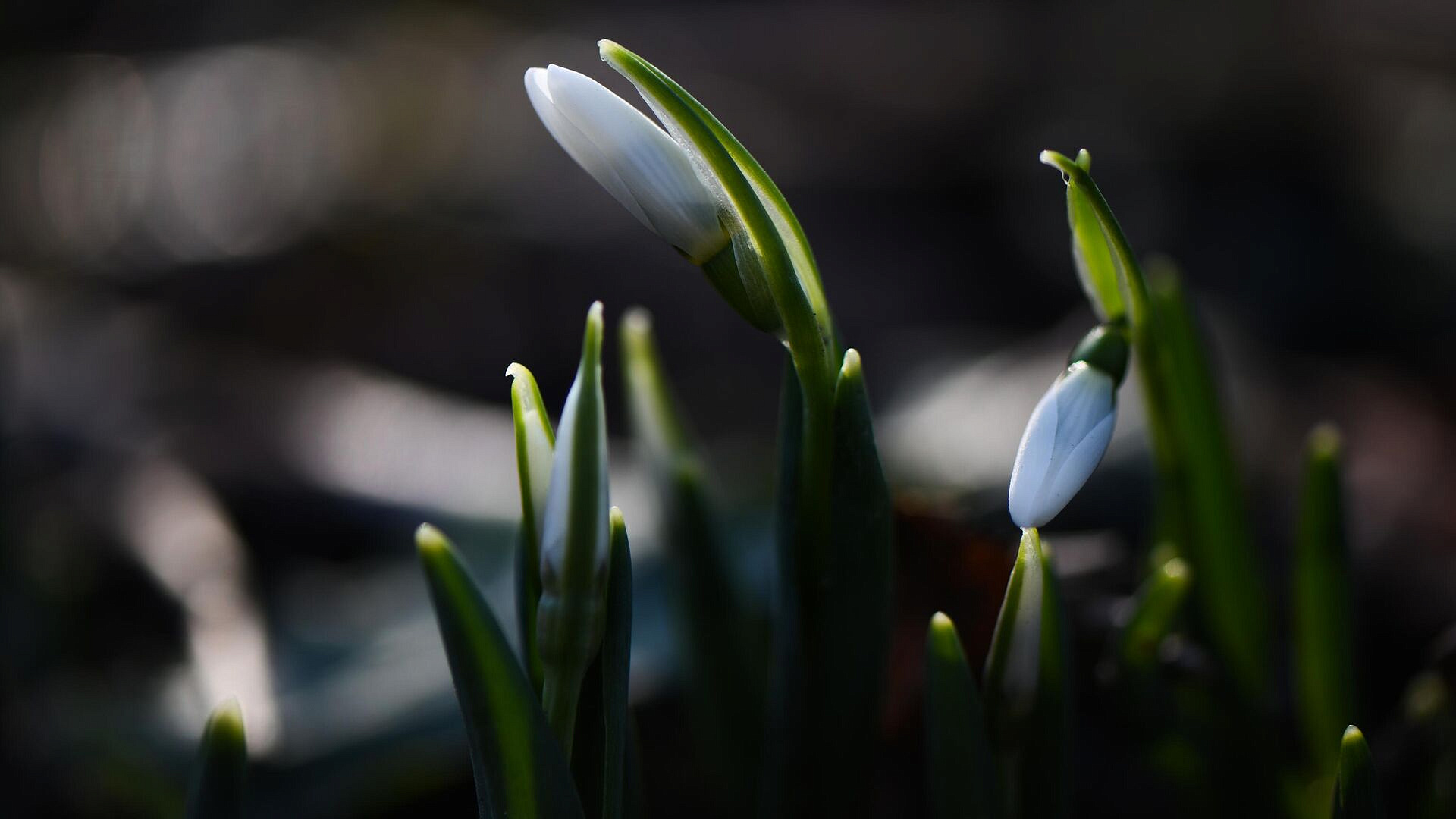 В Аптекарском огороде расцвели первые подснежники