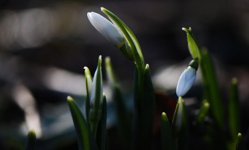 В Аптекарском огороде расцвели первые подснежники
