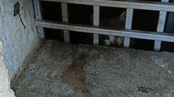 В Балашихе спасли кошек, замурованных в подвале дома