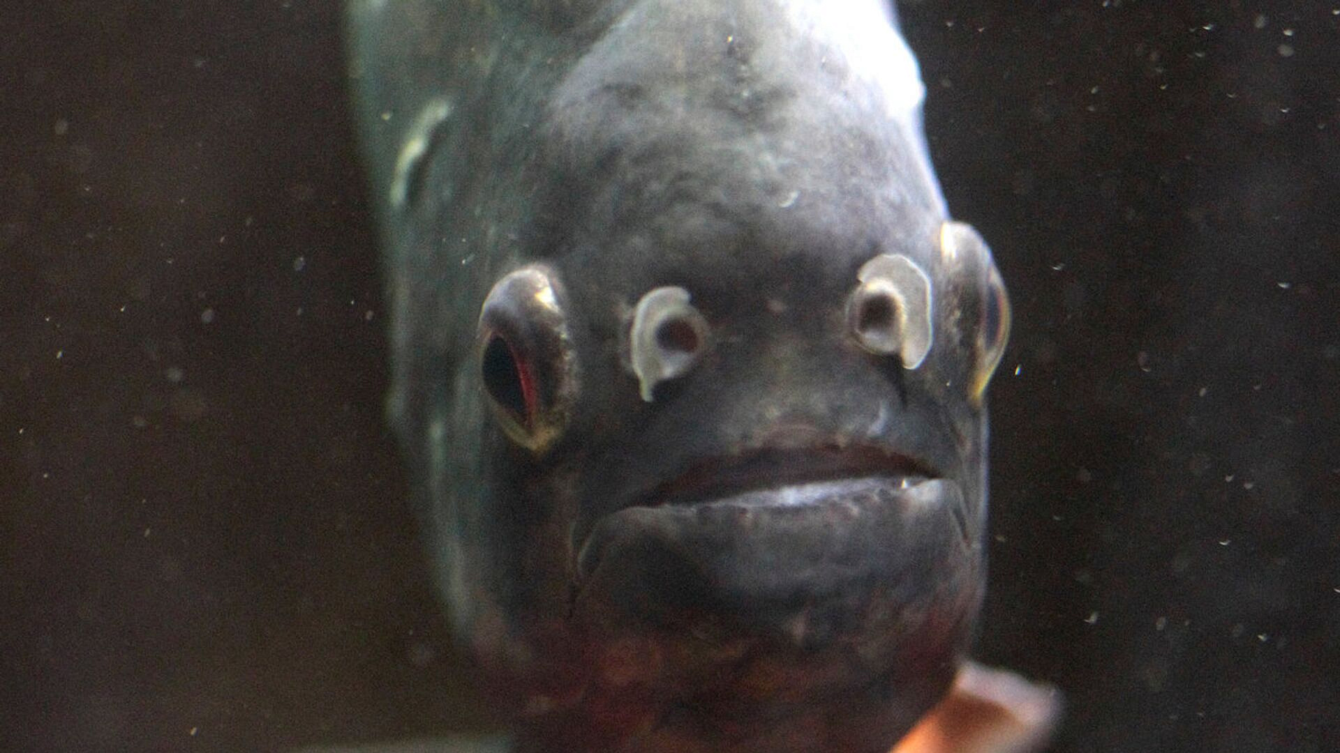 ���: ���������� �������� ��������� ������ ����