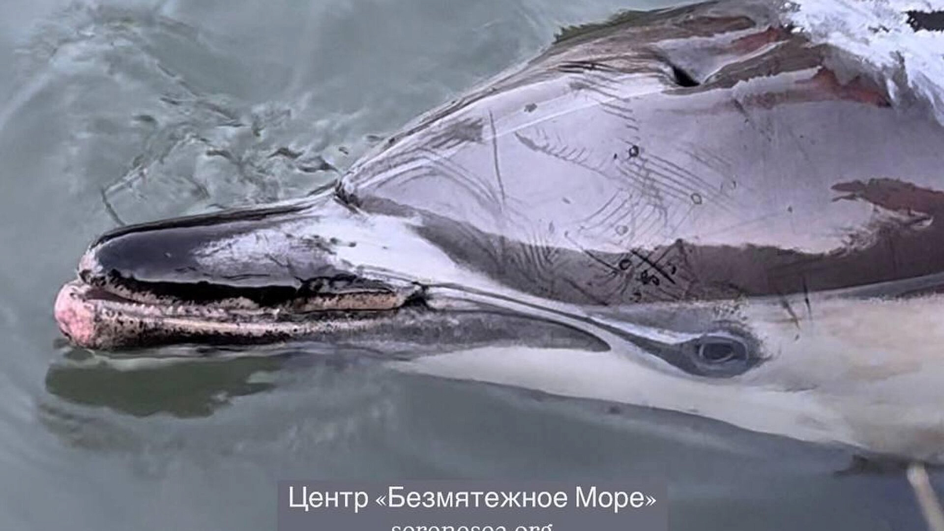 В бухте Севастополя умер дельфин, которого спасали две недели