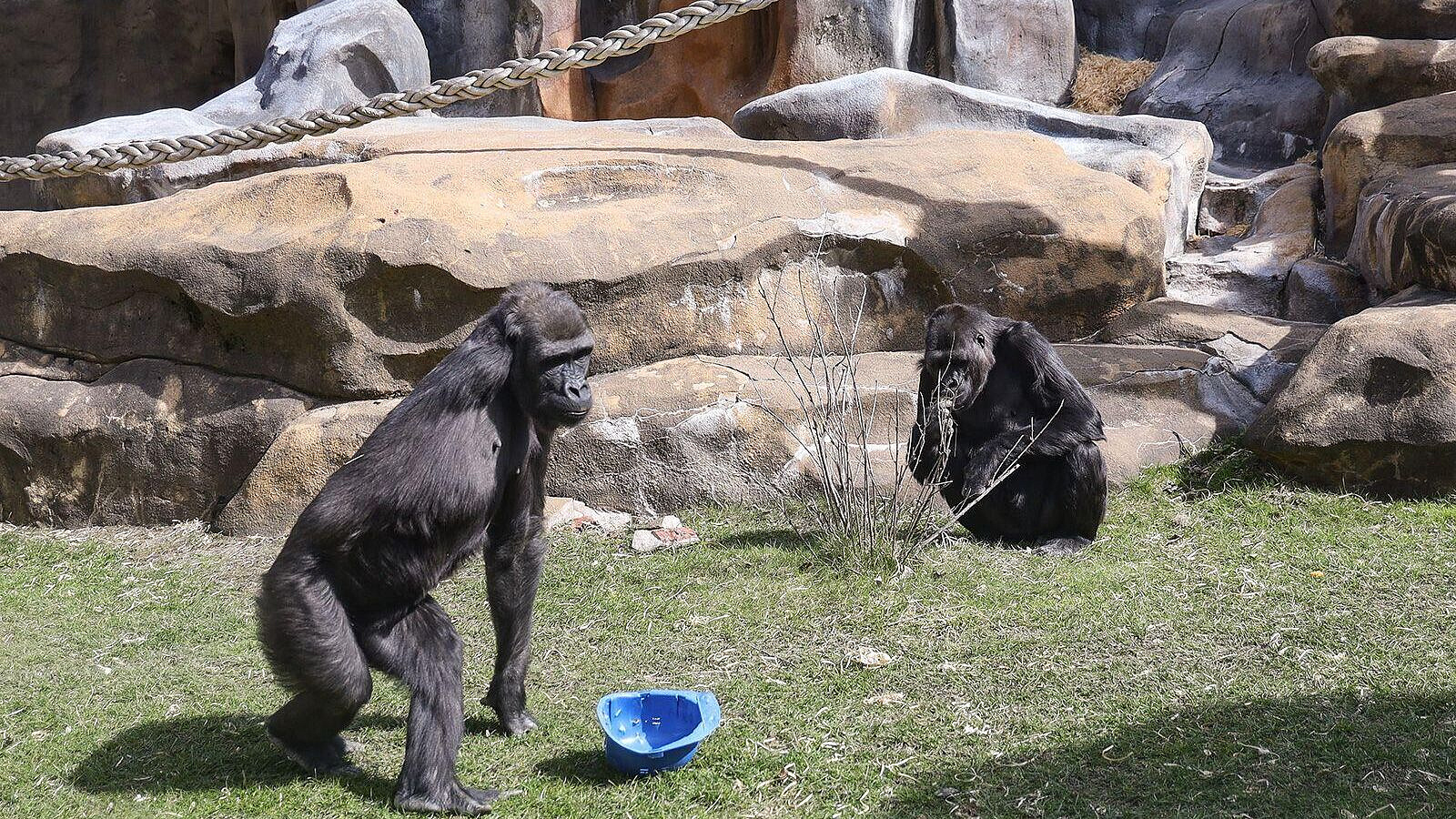 � ���������� �������� �������� ����� �� ������ ��������