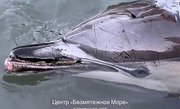 В бухте Севастополя умер дельфин, которого спасали две недели