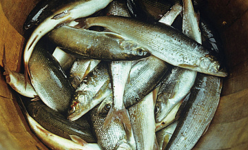 Росрыболовство планирует возобновить промысел байкальского омуля