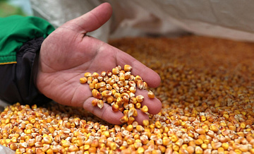 СМИ: китайские импортеры отменили поставки кукурузы с Украины