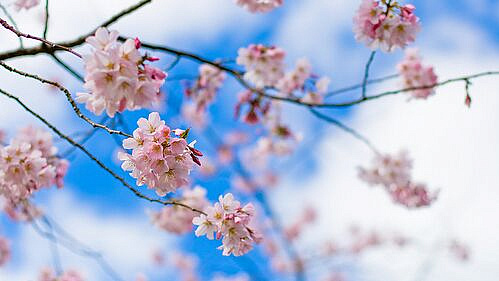 Биолог рассказал, где москвичи могут увидеть цветение сакуры