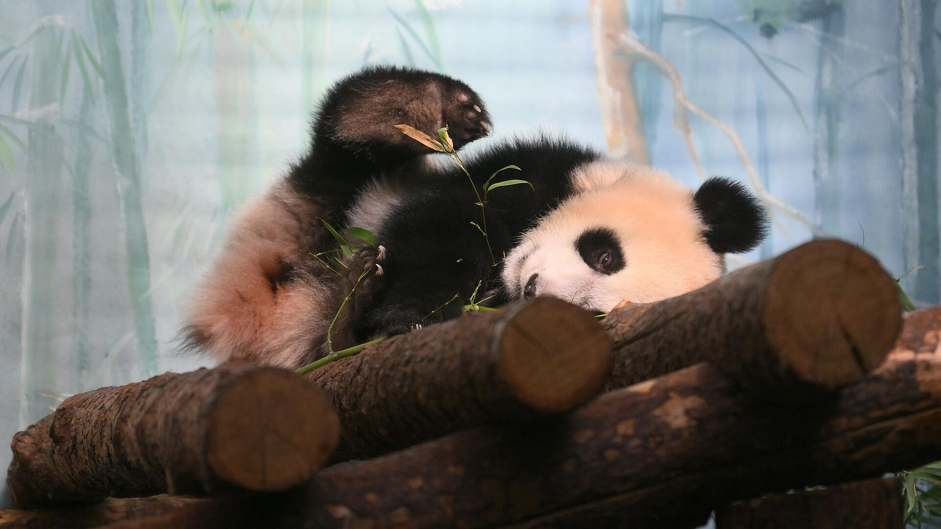 � ���������� �������� �������� ���������� ������ ��� ����� ������