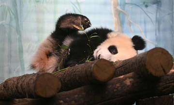 � ���������� �������� �������� ���������� ������ ��� ����� ������