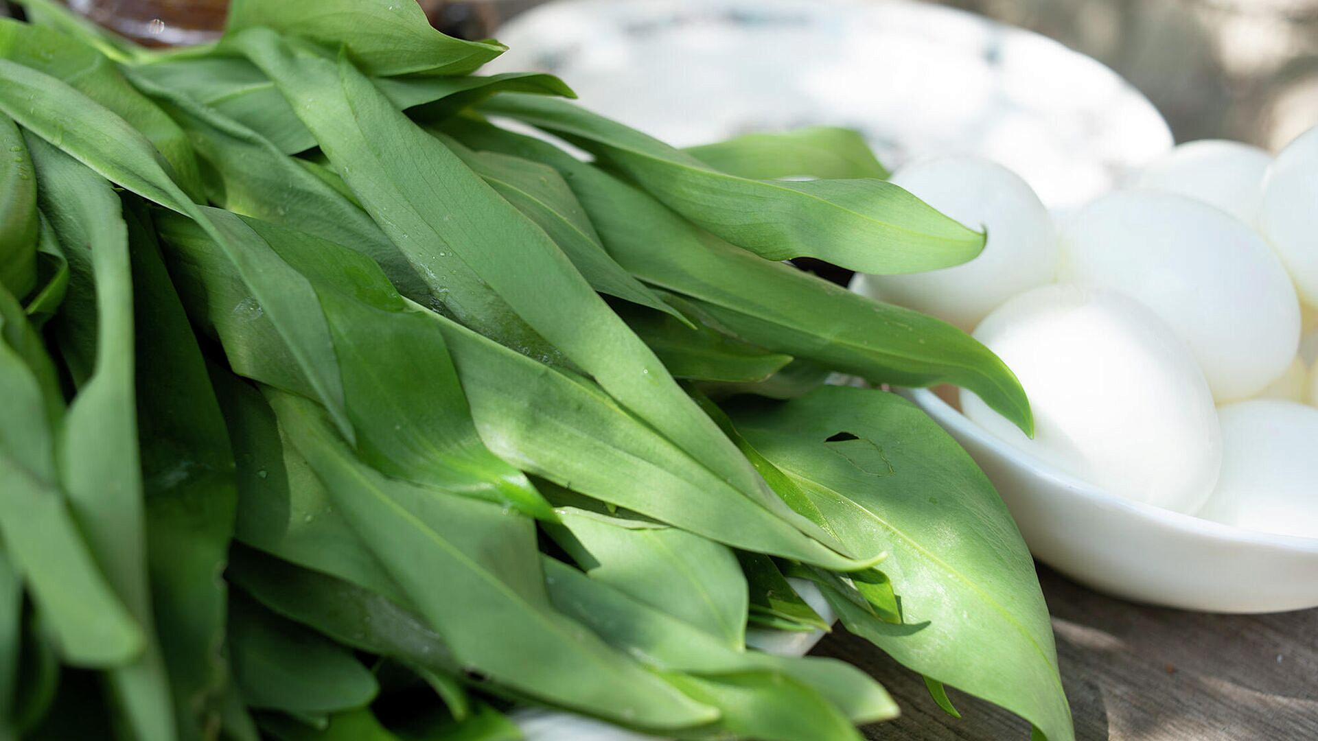 Биолог назвала весеннее растение, помогающее бороться с бактериями