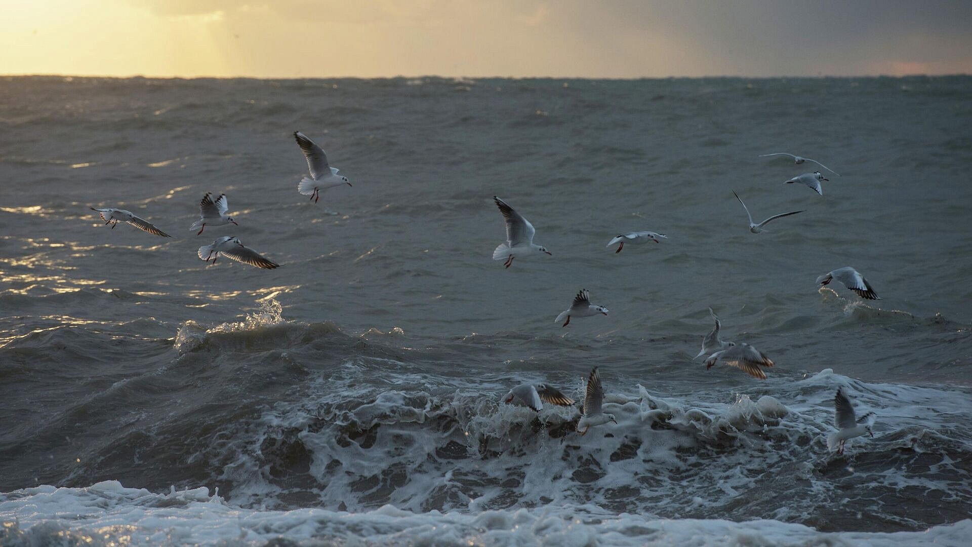 Ледяное поле у берегов Крыма может увеличиться