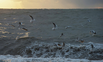 Ледяное поле у берегов Крыма может увеличиться