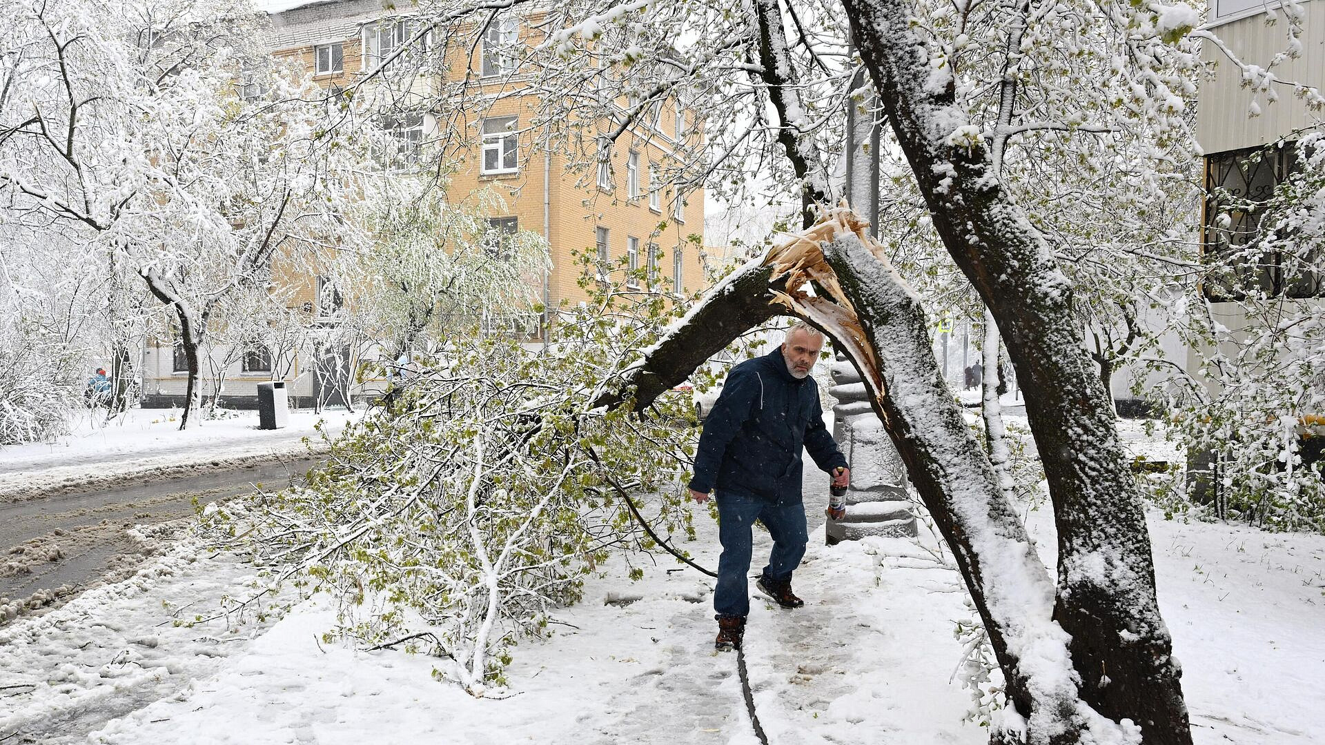 В Москве из-за снегопада и сильного ветра упали 50 деревьев
