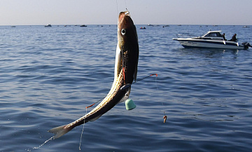 Нутрициолог назвала продукт, который помогает в борьбе со стрессом