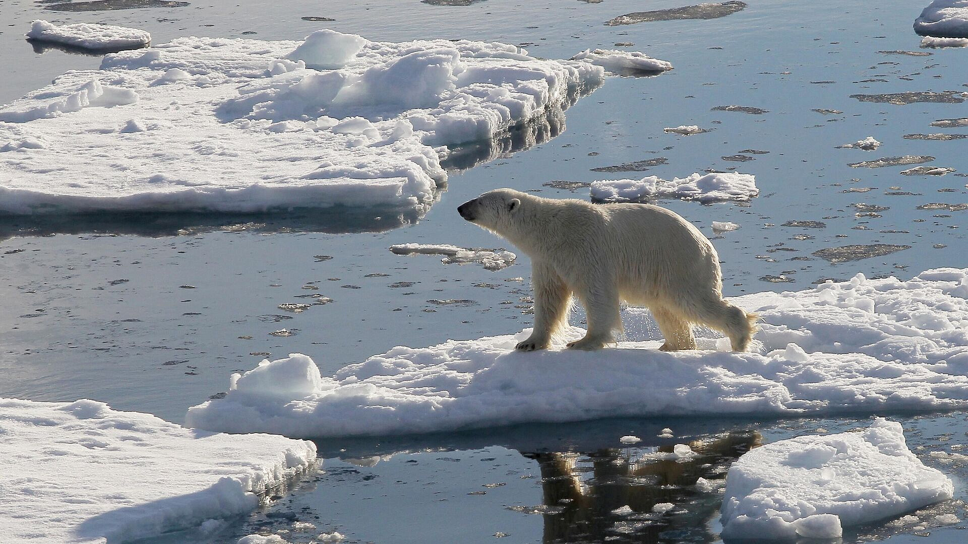 �� ����������� ������� � ������� ��������� ������ �� ������ �������