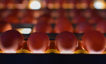 В Казахстане предложили зафиксировать цены на яйца до конца года