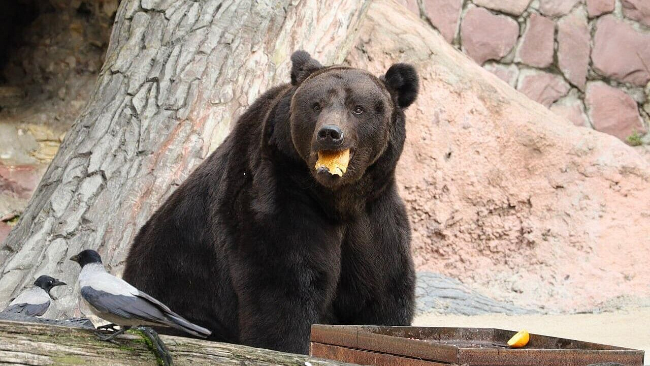 � ���������� �������� ������� ������ �������� �� ������