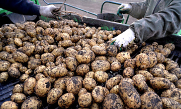 В России подешевела картошка