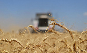 Пошлина на экспорт пшеницы с 21 по 27 мая снизится