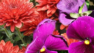 ������� ������� �����, ������� ����� ����� ���������� �������� �����