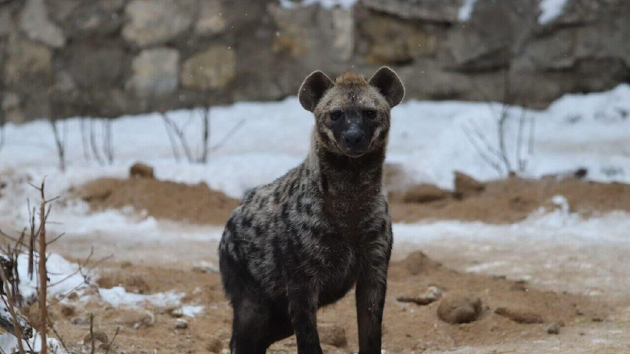 � ���������� �������� ���������� ��� ��������� �����