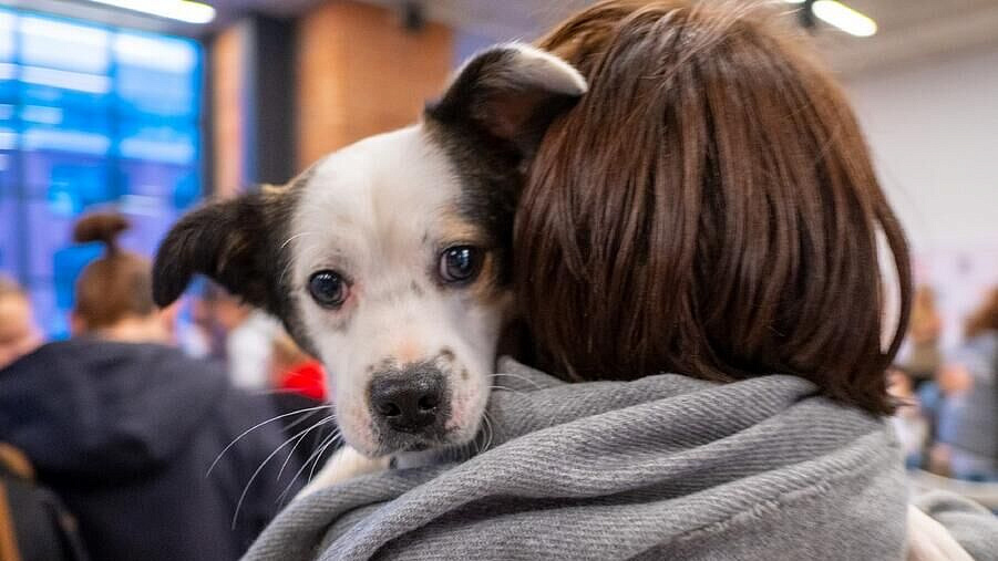 � ������ ������� ��������� "�����", ����������� ������ � ��������