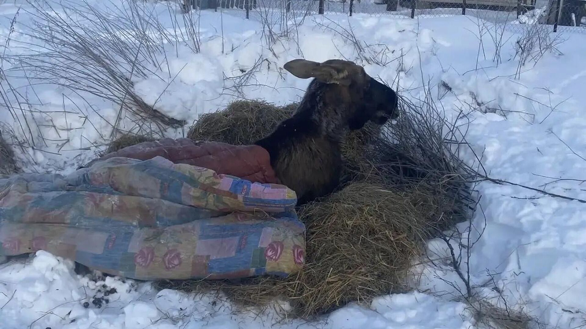 ����, ���������� � ����������� �������, ��������� � ���������������� �����