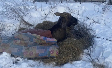 Лося, спасенного в Ярославской области, отправили в реабилитационный центр
