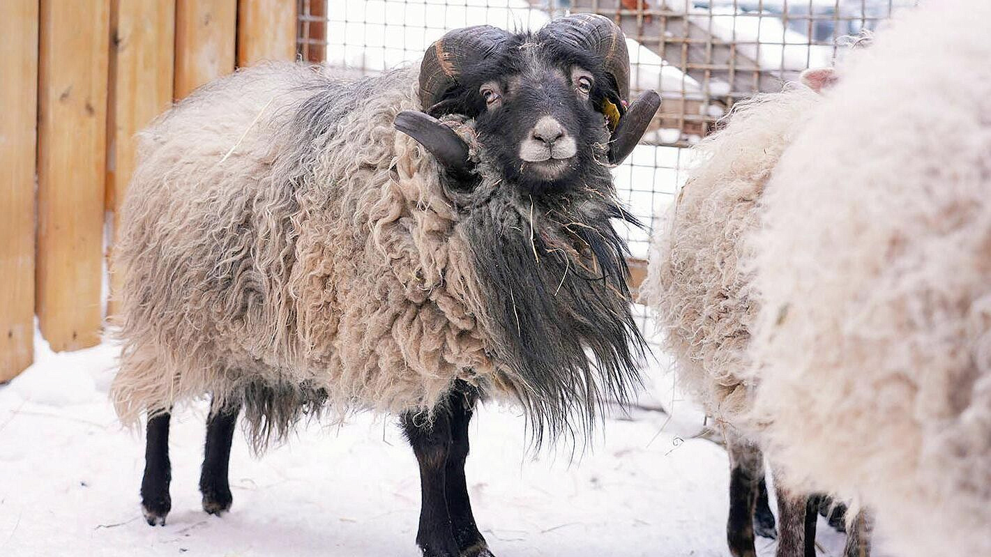 В Московском зоопарке поселился барашек уникальной породы