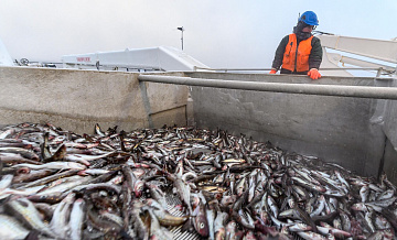 Названы самые популярные у россиян виды рыбы