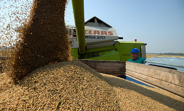 Поставки из России составили 40 процентов от общего импорта пшеницы в Мали