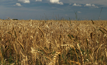 Саратовские власти выделили 121 миллион рублей фермерам