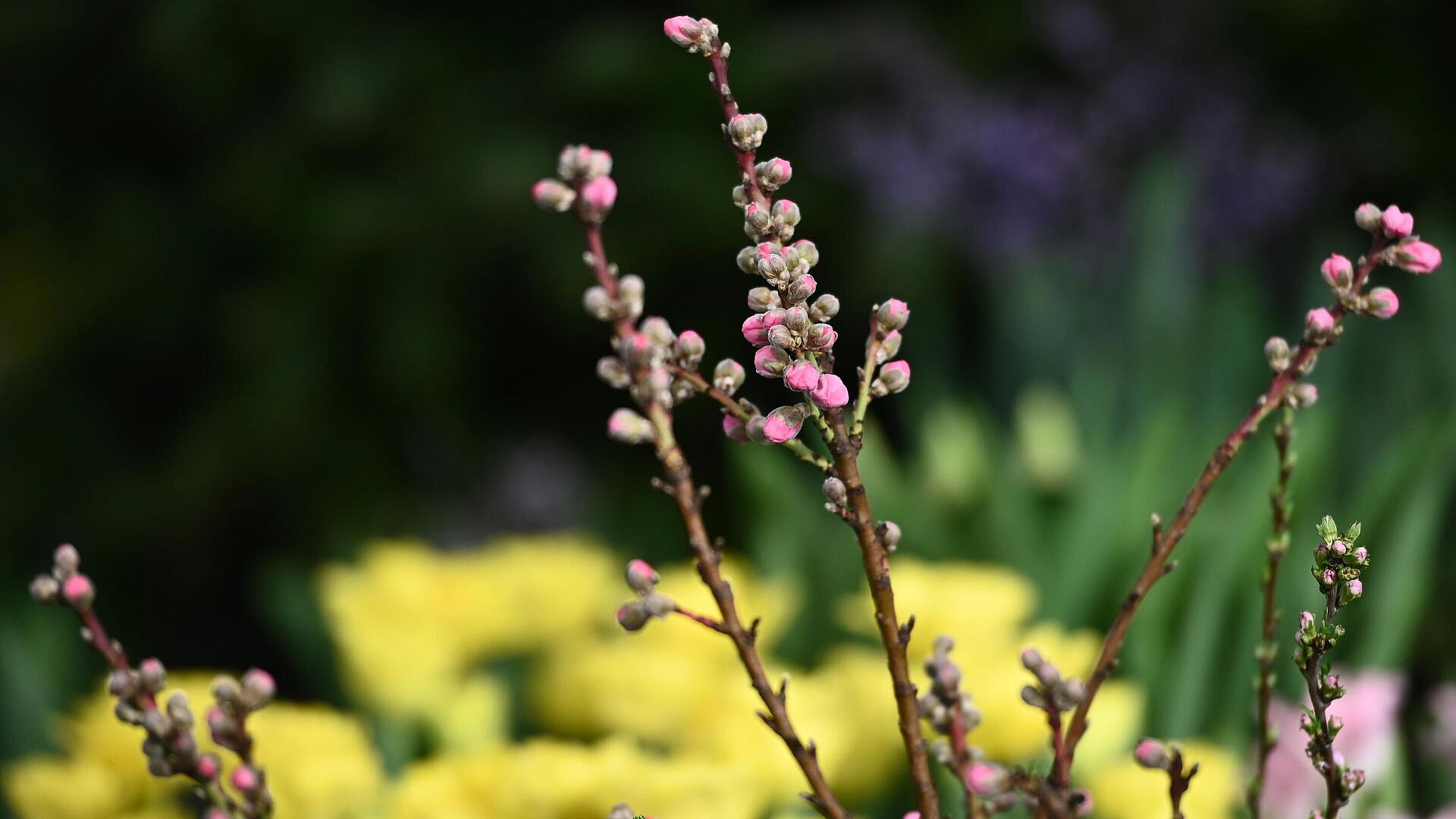 В Аптекарском огороде в Москве высадили яблоню в честь юбилея Победы