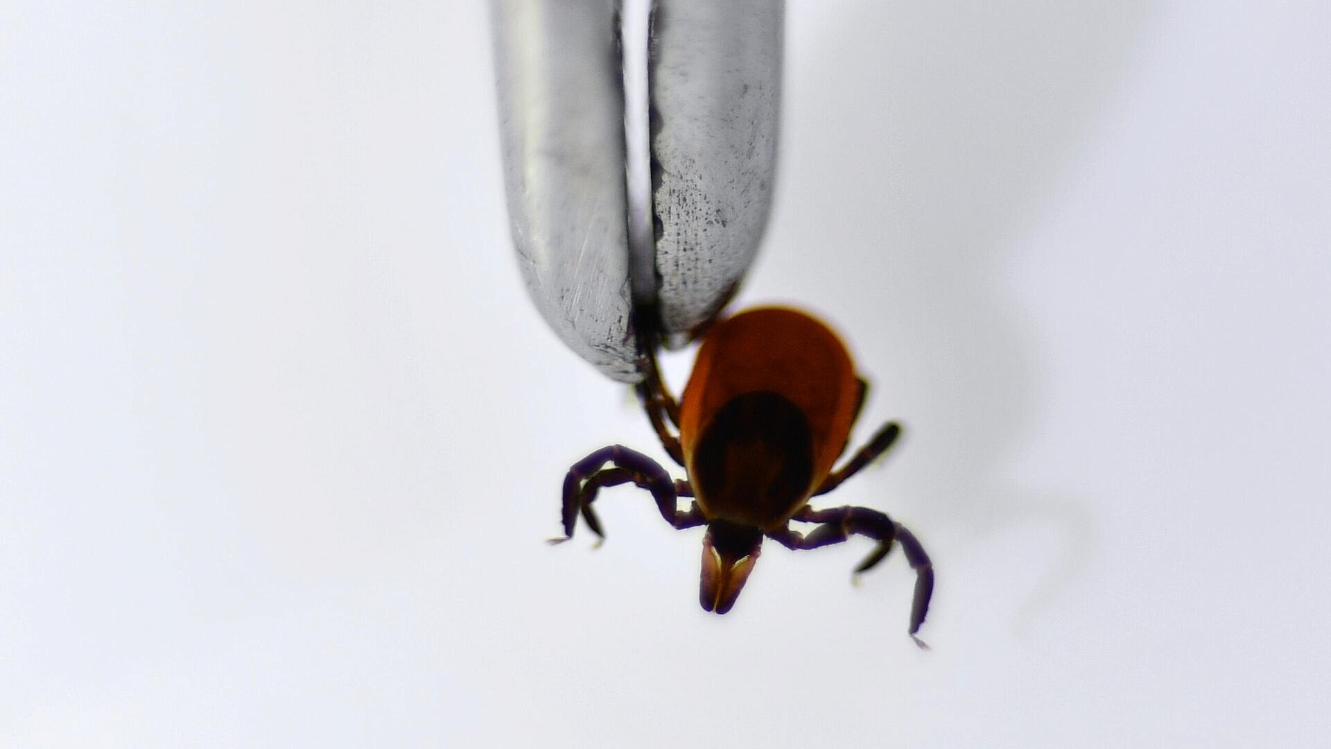 Попова оценила риски распространения клещей-мутантов в средней полосе