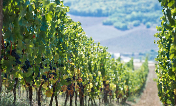 Титов рассказал о выходе отечественных виноделов на зарубежные рынки