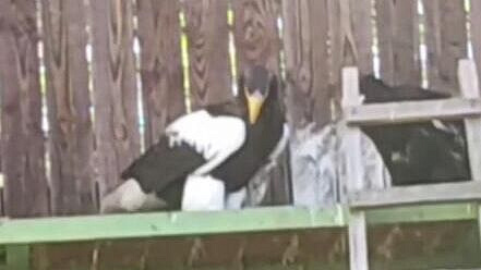 В Московском зоопарке родился птенец белоплечего орлана