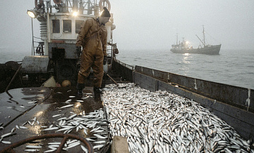 Мишустин поздравил работников рыбохозяйственного комплекса с праздником